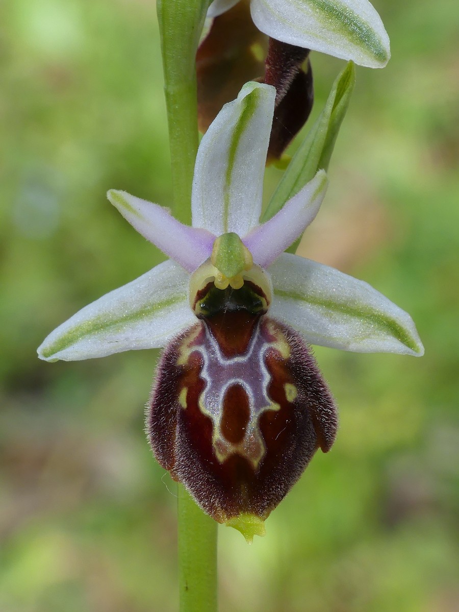 Ophrys exaltata subsp. montis-leonis e forme di variabilit nel Lazio, marzo e aprile 2018